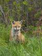 Foto: Young Fox Young Fox
