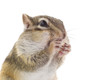 えさを食べるシマリス