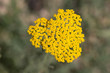 beautiful little yellow flowers in nature