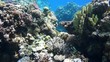Coral and fish in the Red Sea, Egypt