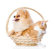 spitz dog embraces a cat in basket. looking away. isolated 