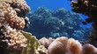 Coral and fish in the Red Sea, Egypt