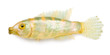 Toy fish on white background.