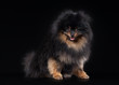 Pomeranian puppy on black gradient background