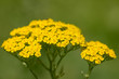 beautiful little yellow flowers in nature