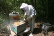 Foto: Apiculture Apiculture