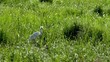 Video: Great heron on the meadown Great heron on the meadown