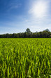 Wiese vor Waldrand im Frühling