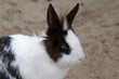Kaninchen
