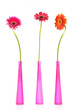 three gerbera flowers in vases