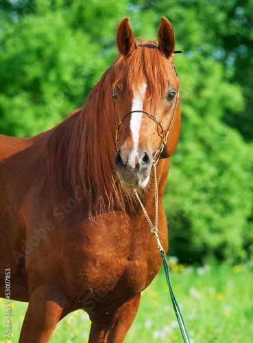 Photo: portrait of chestnut arabian horse portrait of chestnut arabian horse