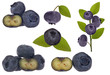 blueberry collection isolated on white