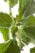 nettle isolated on white background