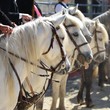 CHEVAUX CAMARGUE