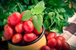 Vintage mug full of fresh cherry tomatoes