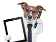 business dog