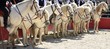 CHEVAUX CAMARGUE