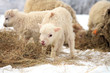 Herd of sheep skudde with lamb