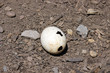 Photo: ostrich egg ostrich egg