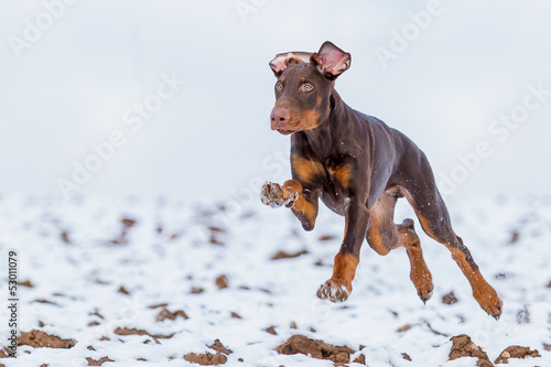 Photo: Brauner Dobermann rennt Brauner Dobermann rennt