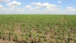 corn field
