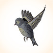 Isolated cute bird for your design