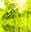 Photo: Green leaves background Green leaves background