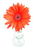 Foto: Gerbera in Vase Gerbera in Vase