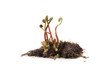 Fern Fiddleheads In Spring