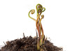 Fern Fiddleheads In Spring