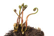 Fern Fiddleheads In Spring