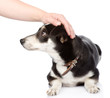 female hand patting dog head. isolated on white background