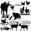 Animals Who Live On The Farm P...