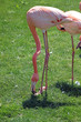 Photo: flamingo flamingo