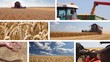 Video: Harvesting wheat multiscreen Harvesting wheat multiscreen