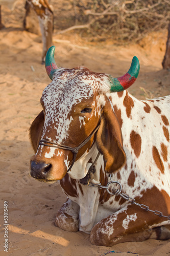 Photo: Cow, Pushkar , India . Cow, Pushkar , India .