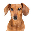 Photo: Dachshund dog Dachshund dog