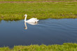 White swan paddling in a small stream