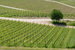 Foto: Weinberg am Rhein Weinberg am Rhein