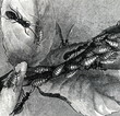 Ants tending aphids