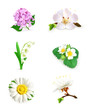 Spring flowers set