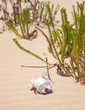 goat skull in the dunes