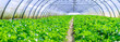 inside view of an greenhouse where grows celery