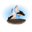 Storks in the nest Storks in the nest