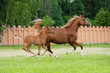 Photo: arab mare and foal arab mare and foal