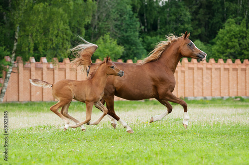 Photo: arab mare and foal arab mare and foal