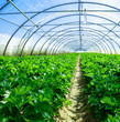 inside view of an greenhouse where grows celery