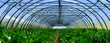 Celery greenhouse culture
