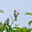 Savannah Sparrow