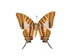 Photo: schmetterling schmetterling